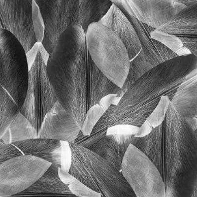 Flotex Vision Floral (2m wide) - Tulip Field Grey