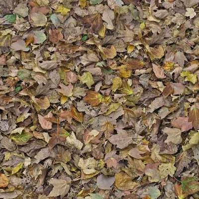 Flotex Vision Image (2m Wide) - Autumn Leaves