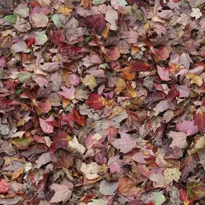 Flotex Vision Image (2m Wide) - Red Leaves
